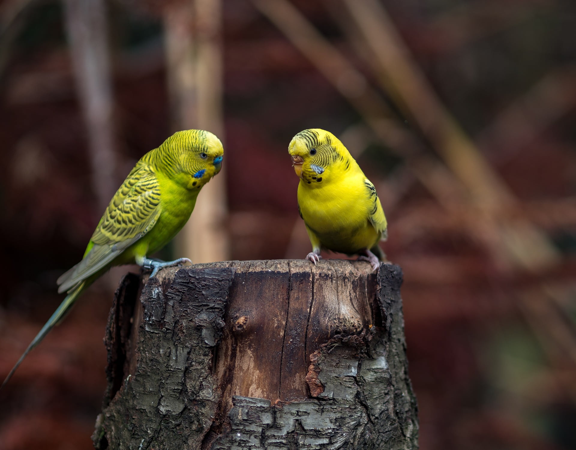 What do budgies eat