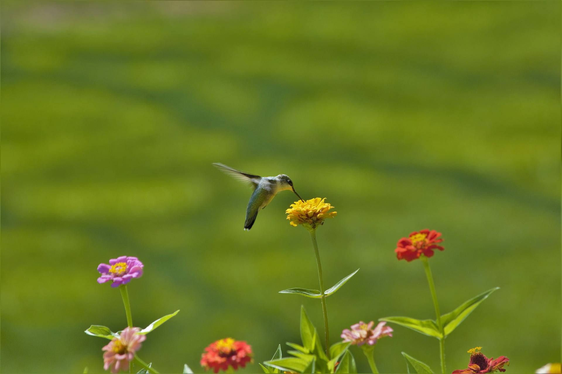 Can you keep a hummingbird as a pet