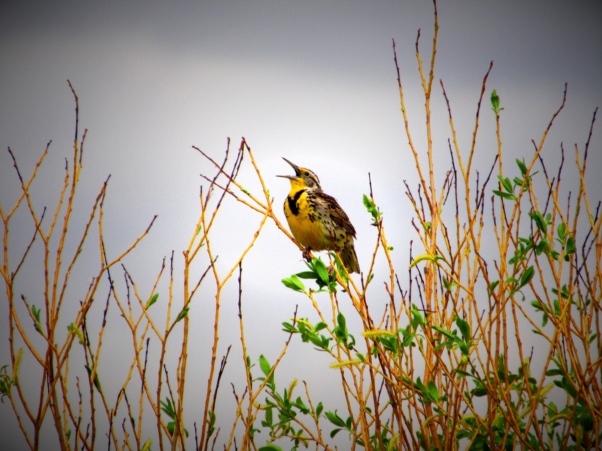 Yellow Birds of New Mexico