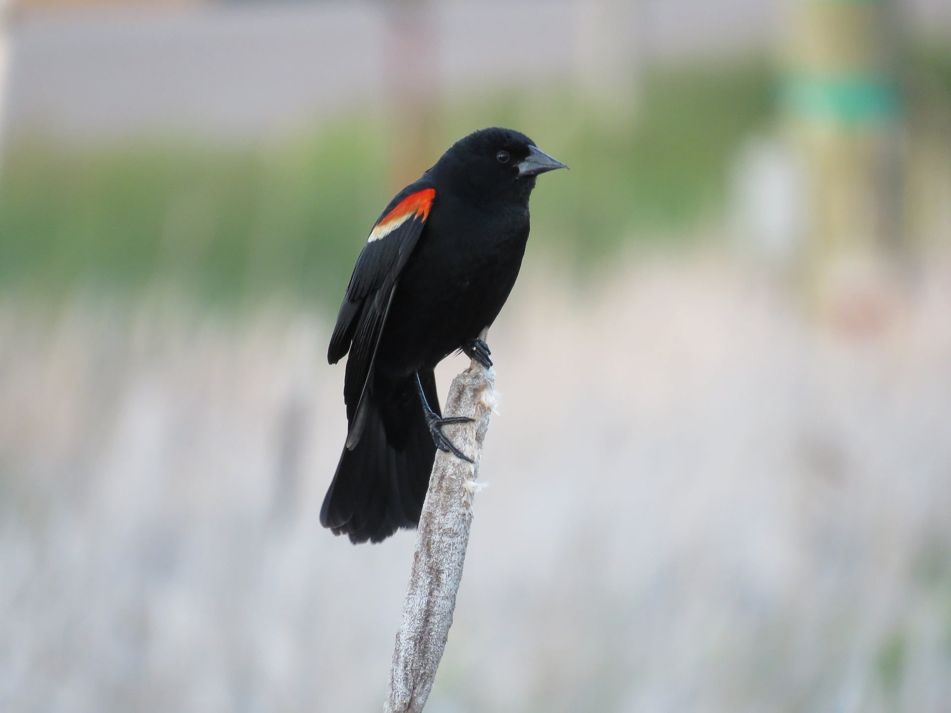 Black Birds In North Carolina