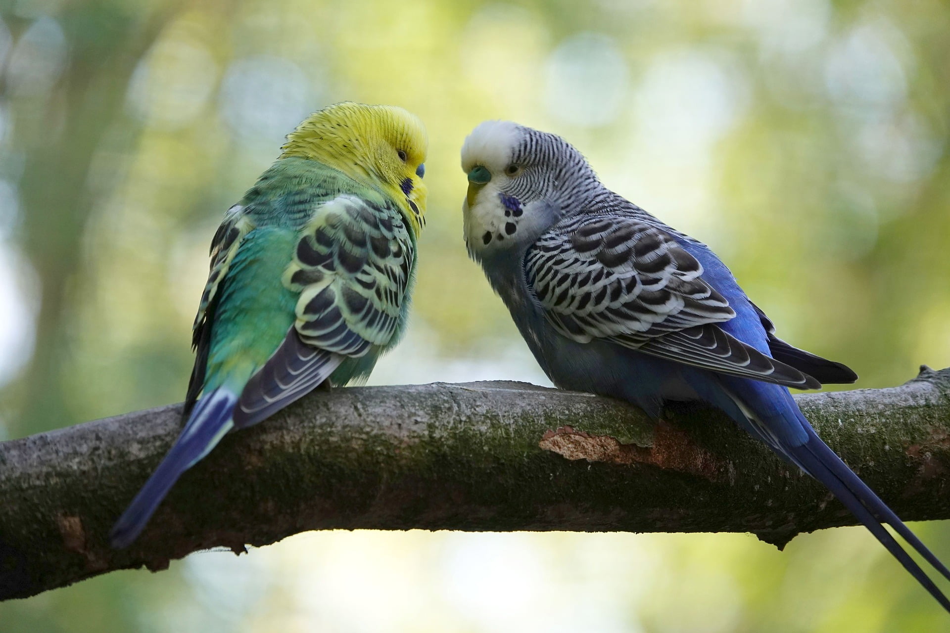 Can budgies eat banana