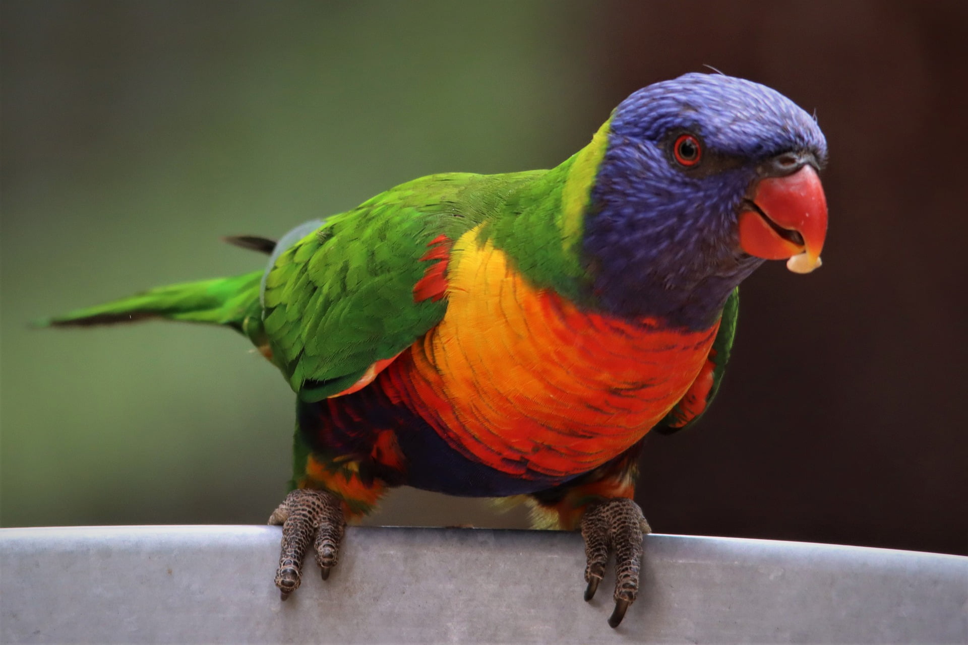 Can birds eat Chia seeds?
