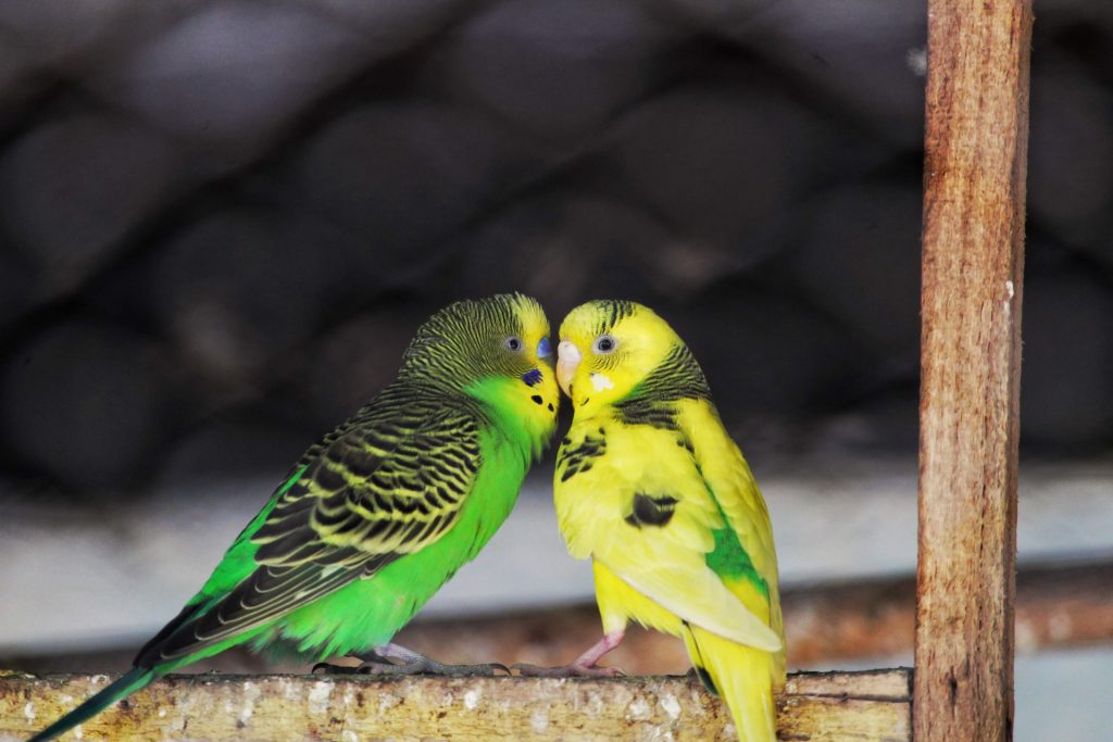 Are Parakeet and Budgies the Same?