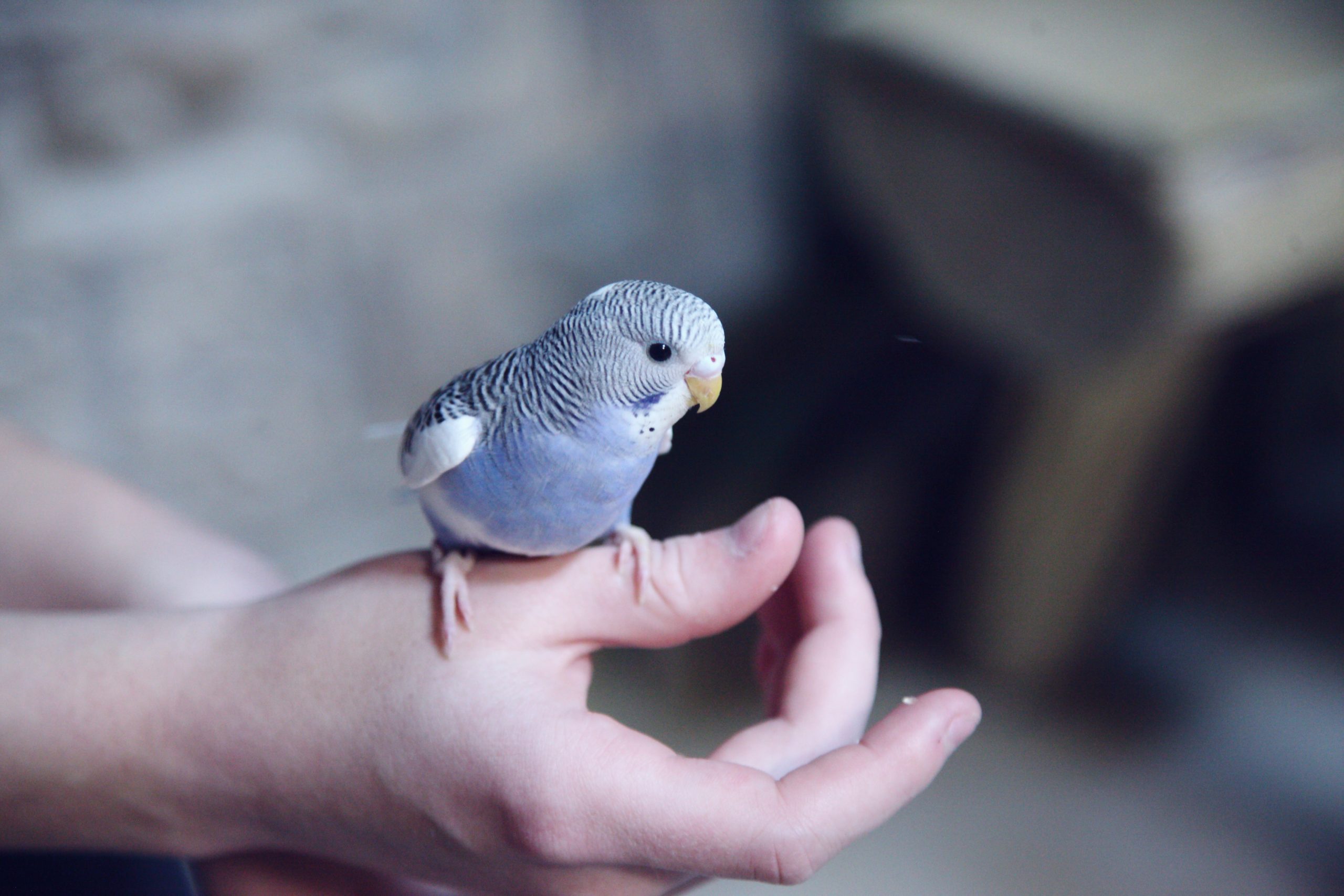 Will Parakeet Fly Back Home?