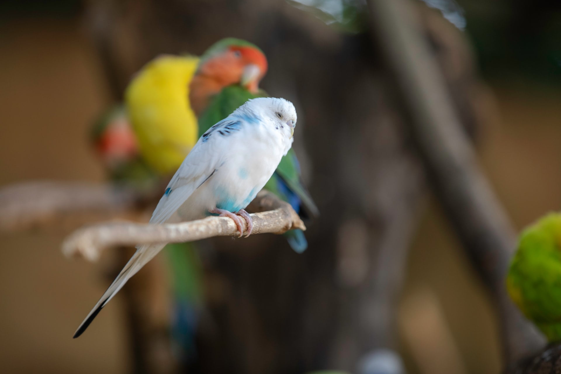 what parakeet noises mean?