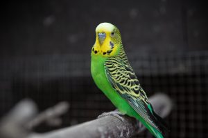 Why Parakeet Bobbing?