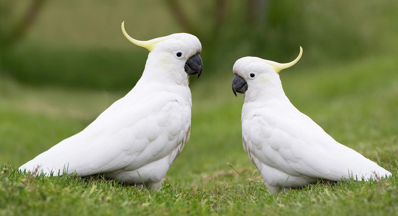 How Much Money Is a Cockatoo?