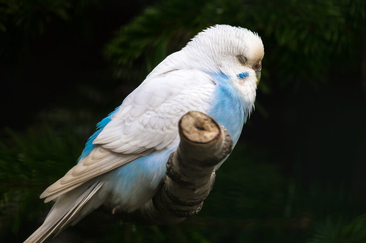 why parakeet fight?