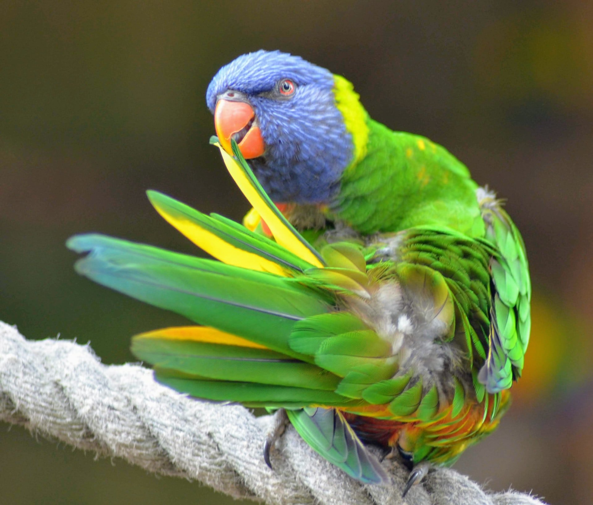 Are Parakeet Endangered?