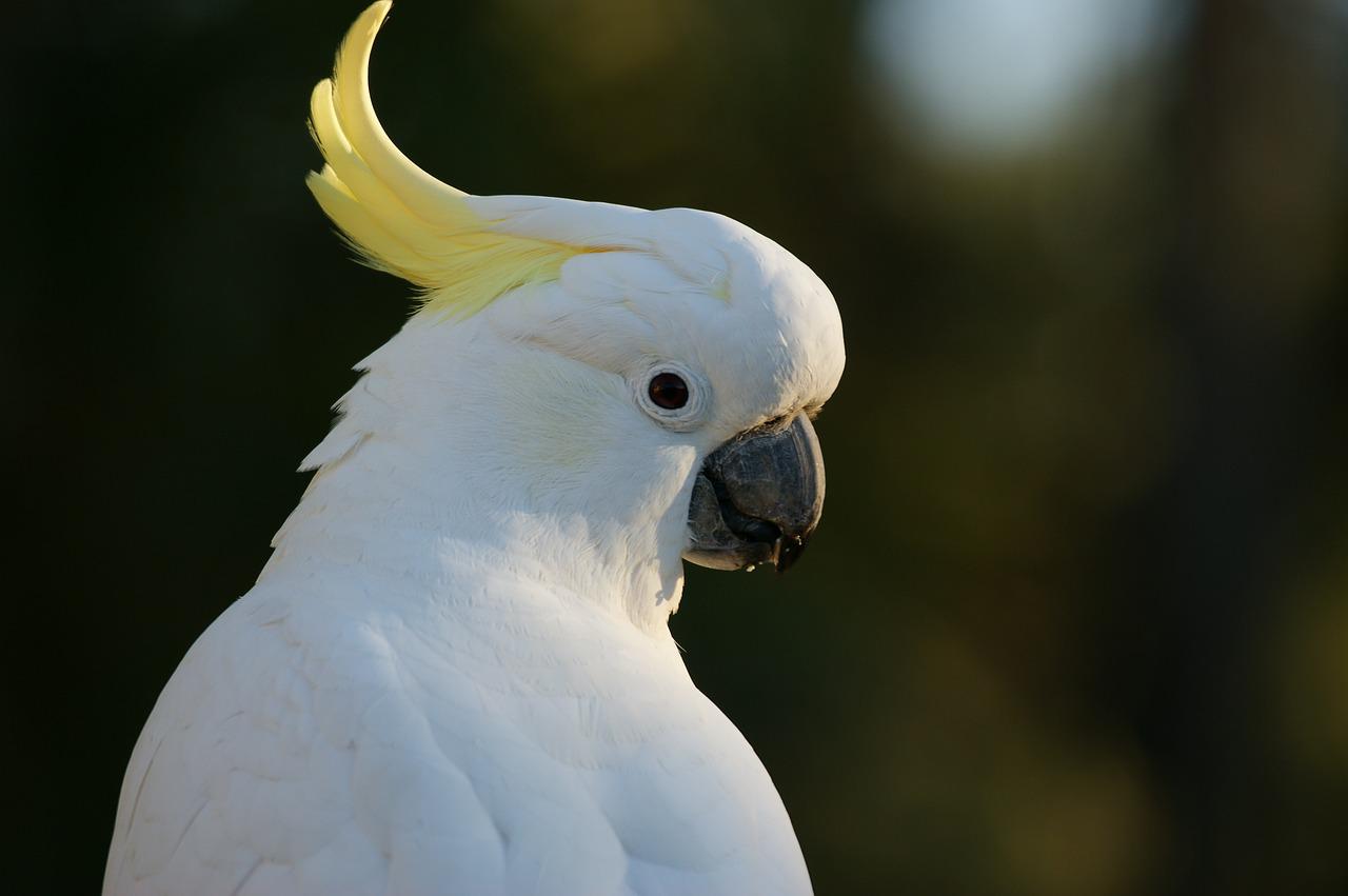 Can Cockatoos Eat Cucumbers?