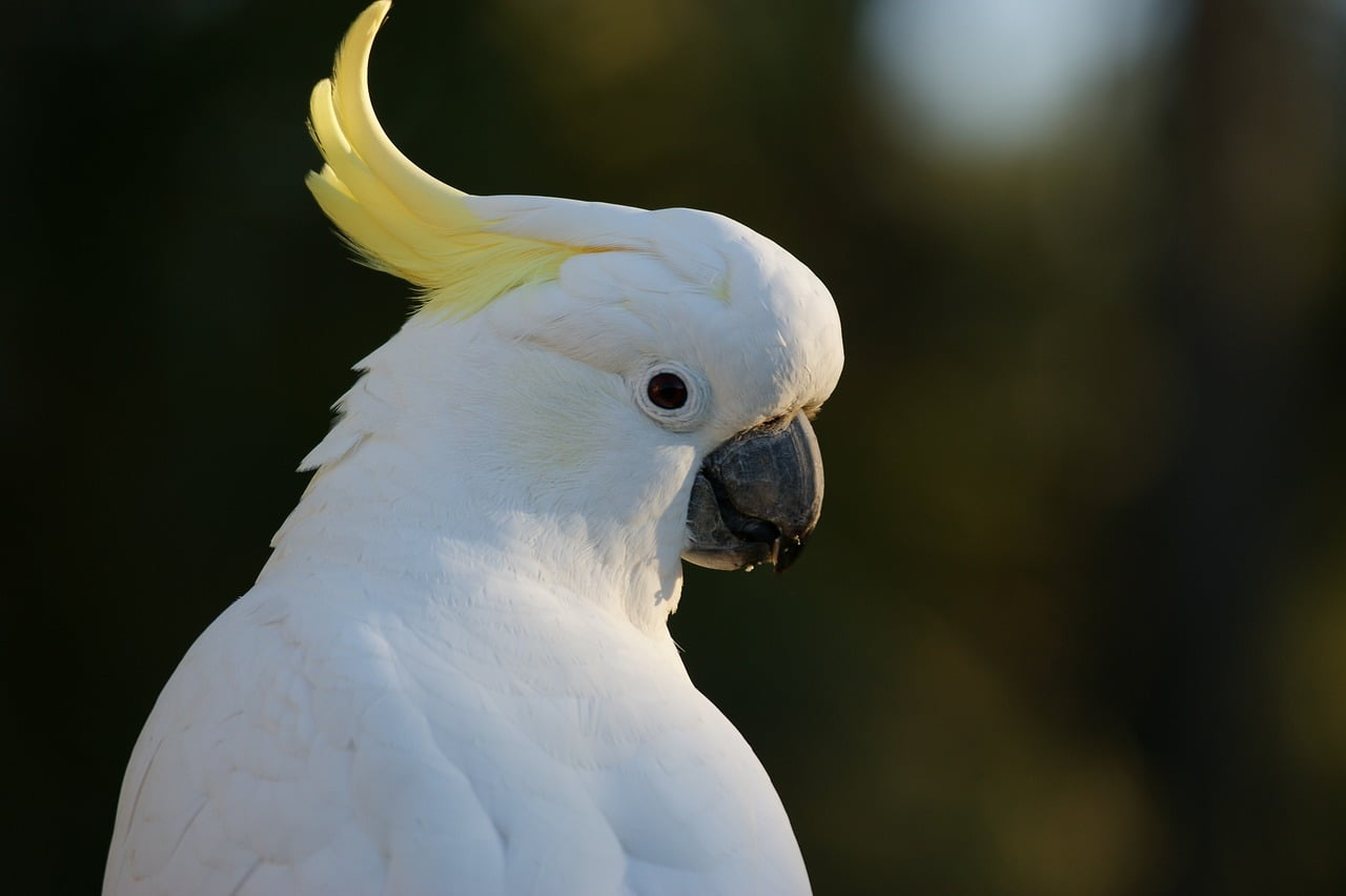 Cockatoo vs Conure