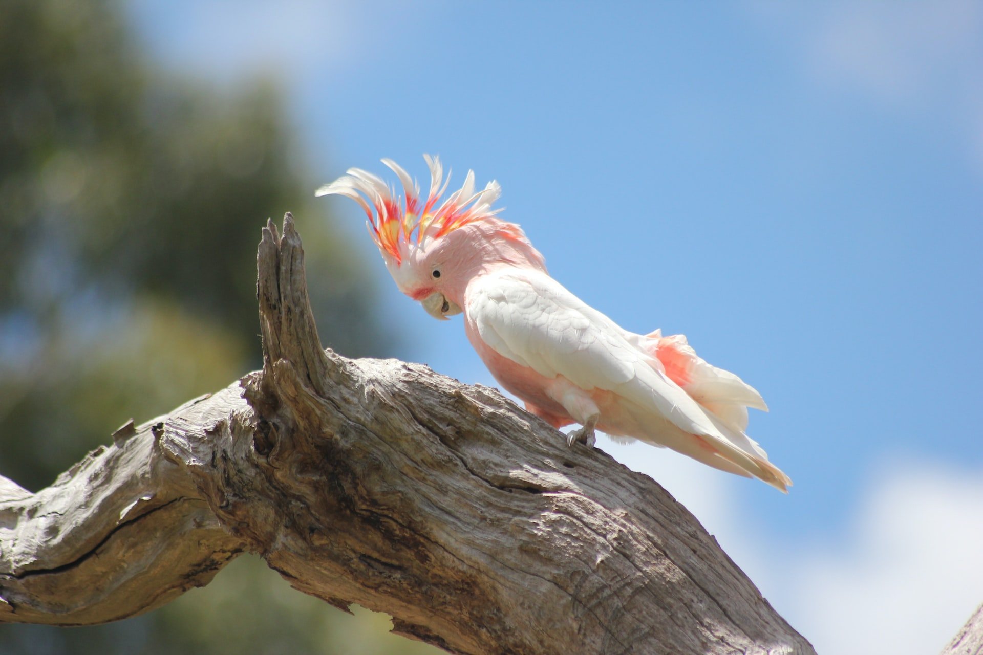 Cockatoo vs African Grey