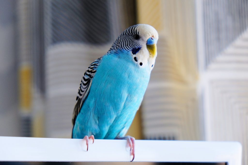 Why Parakeet Squawking?
