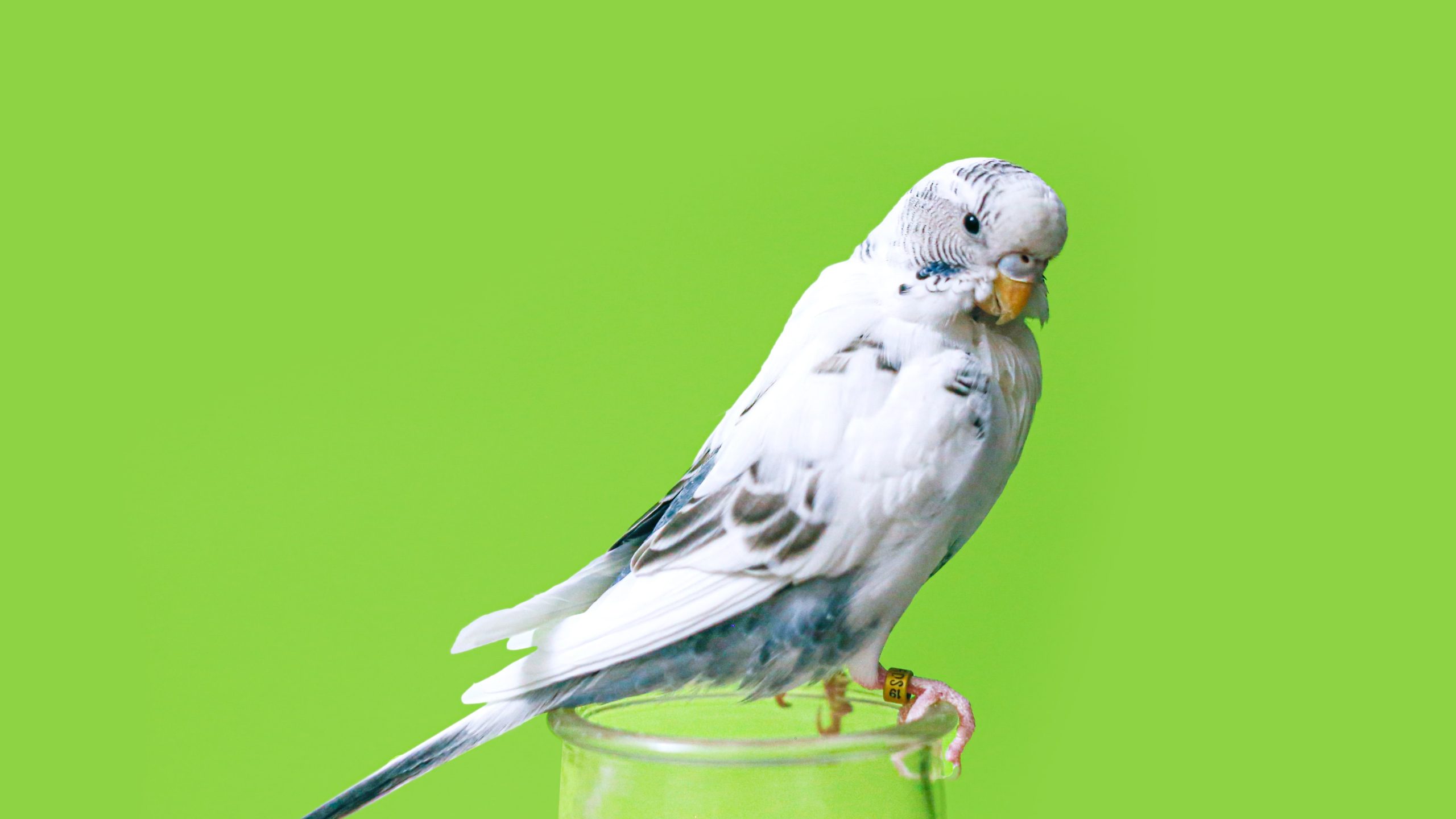 Will Parakeet Survive in the Wild?