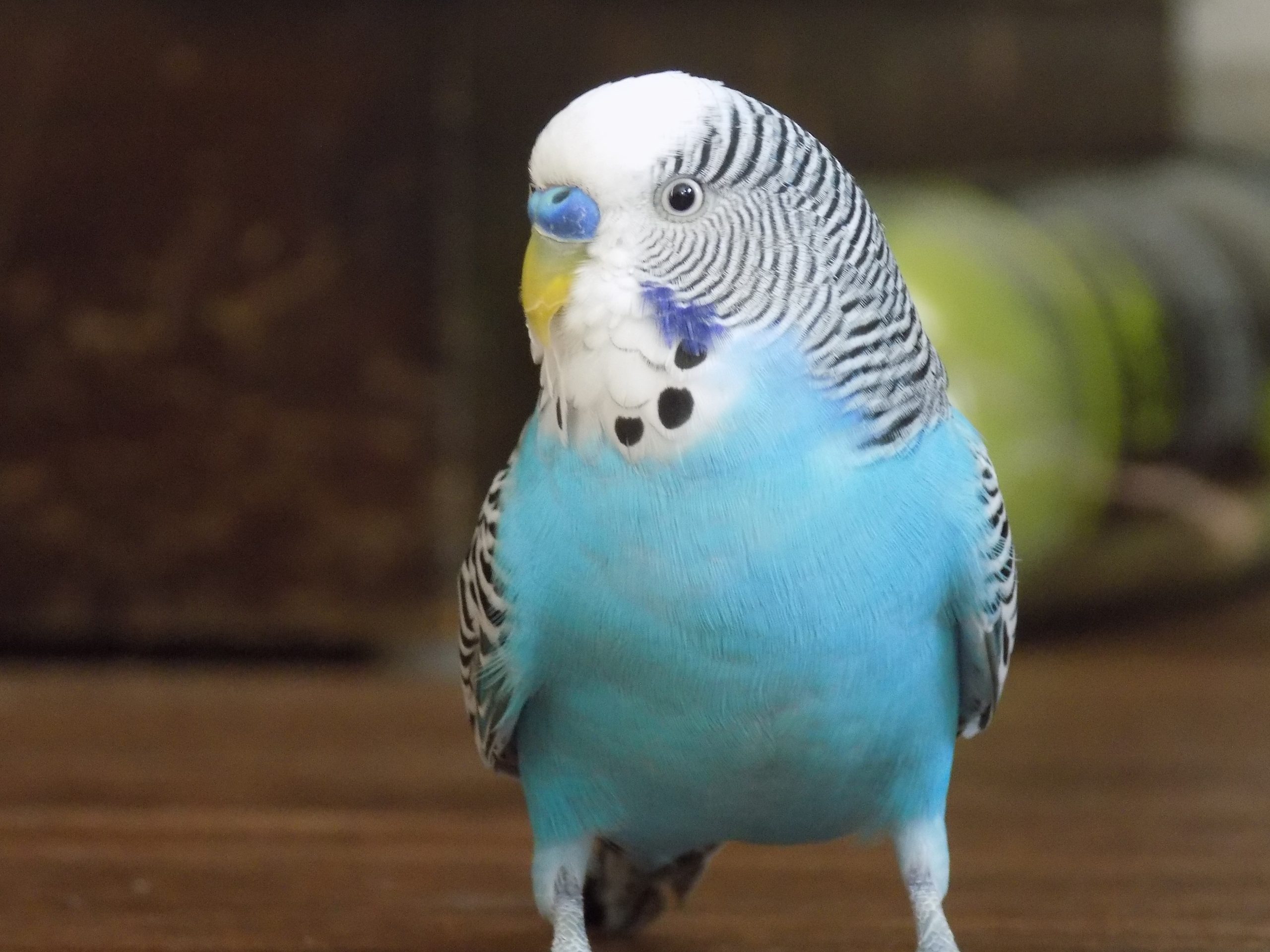 Will Parakeet Wings Grow Back?