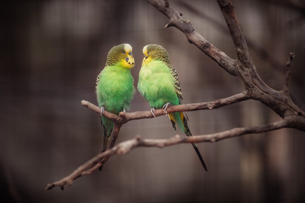 Will Parakeets Eat Insects?