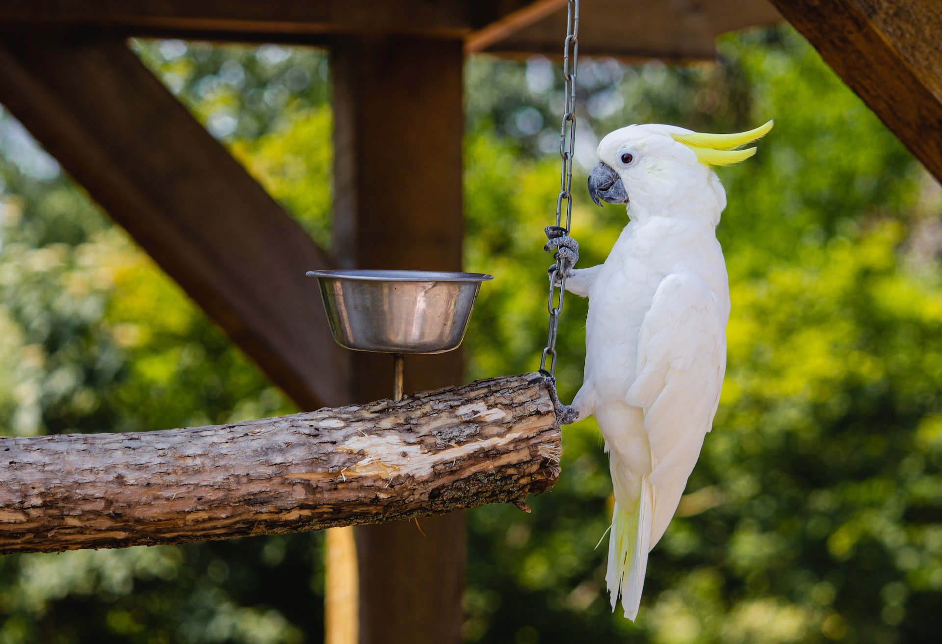 Cockatoo vs Green Cheek Conure