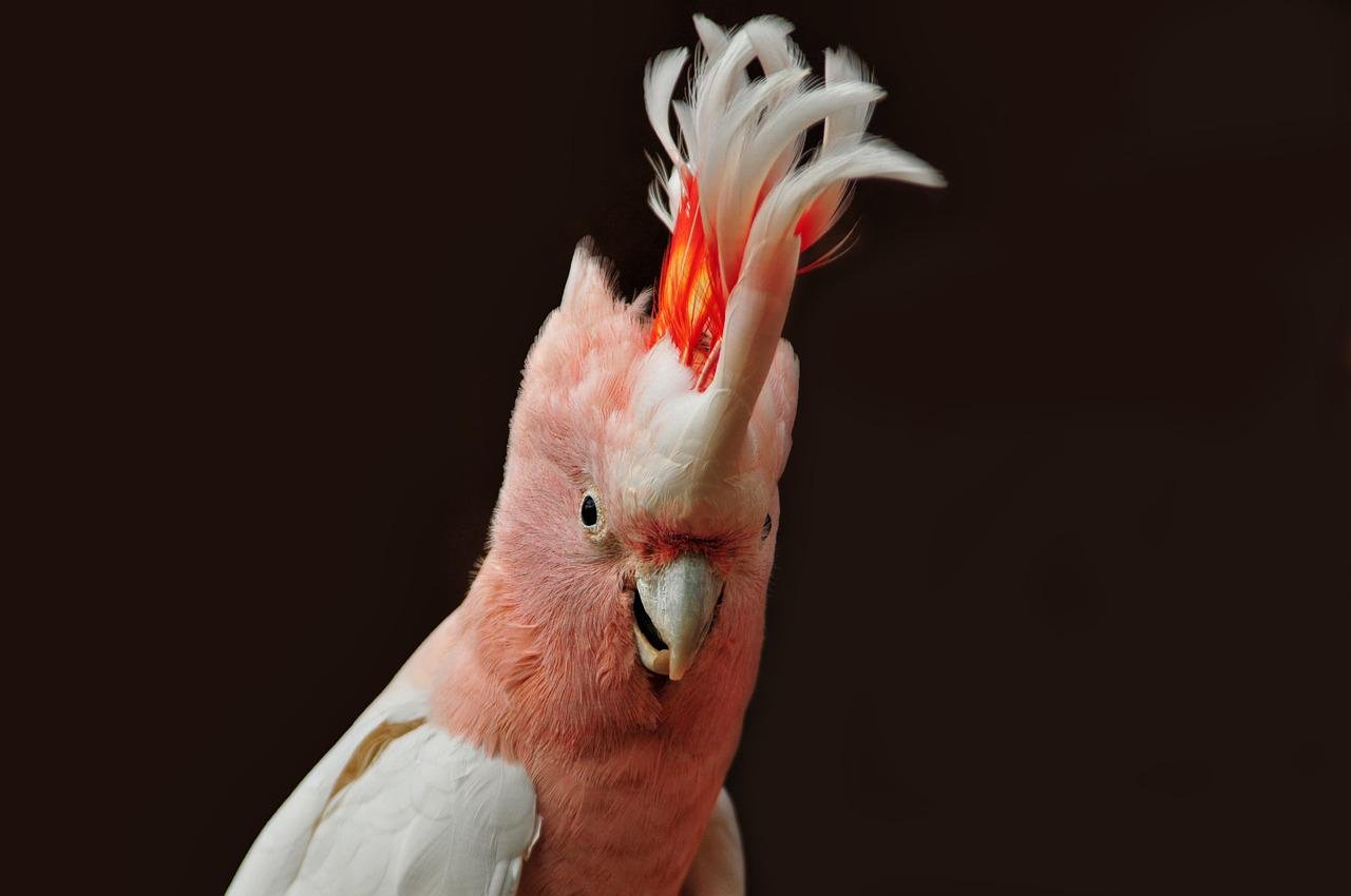 Why Do Cockatoos Scream?
