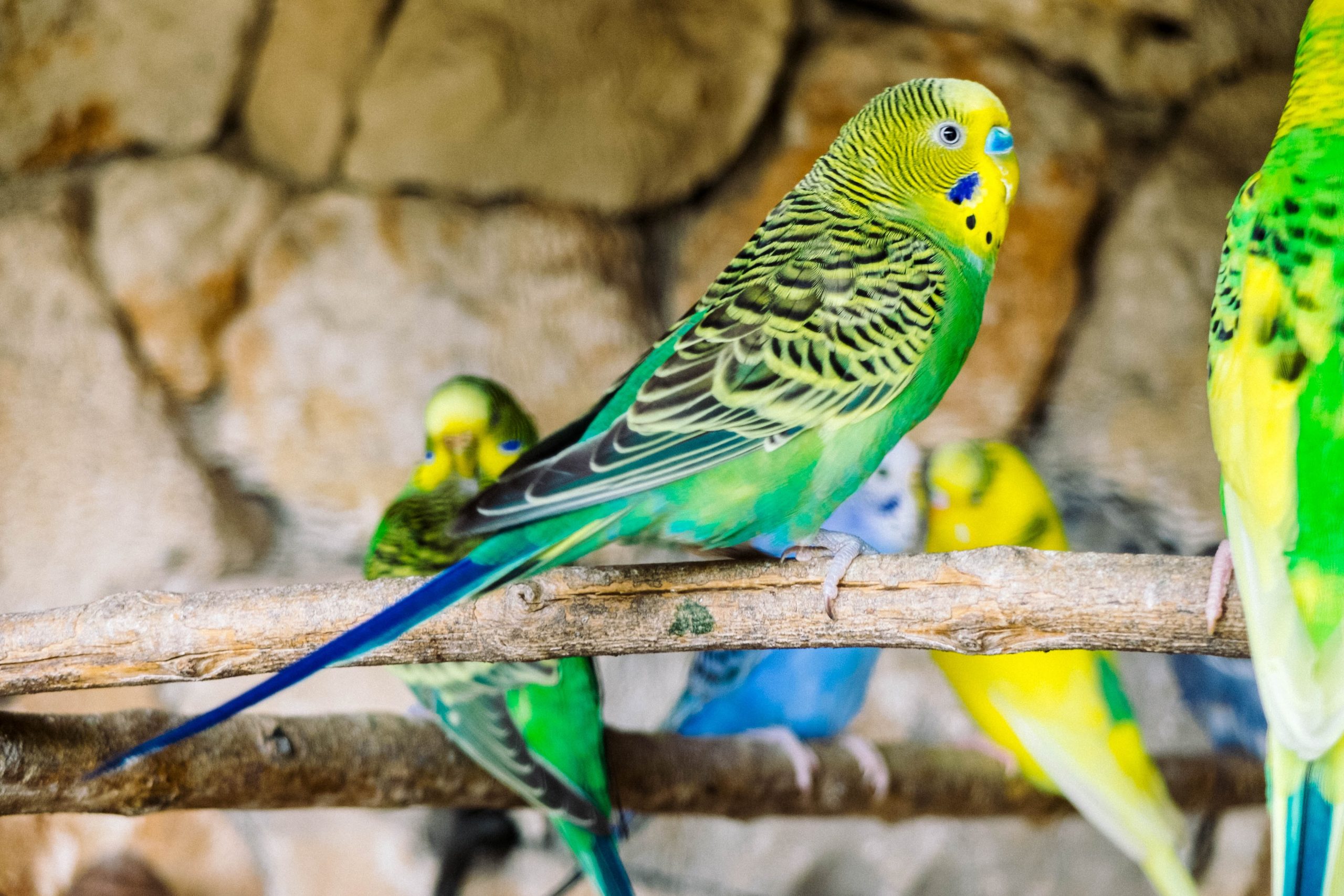 Why Parakeet Holding Foot Up?