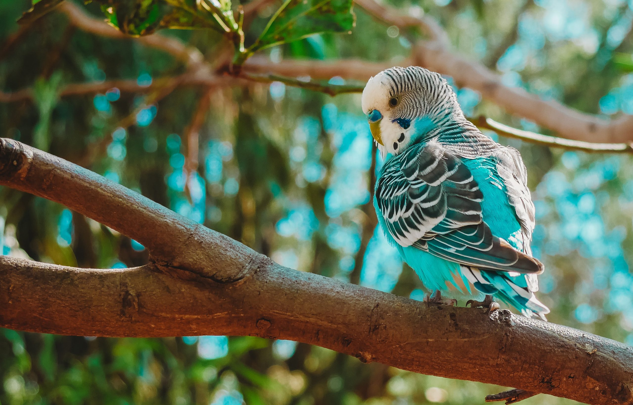 Why Parakeet Angry?