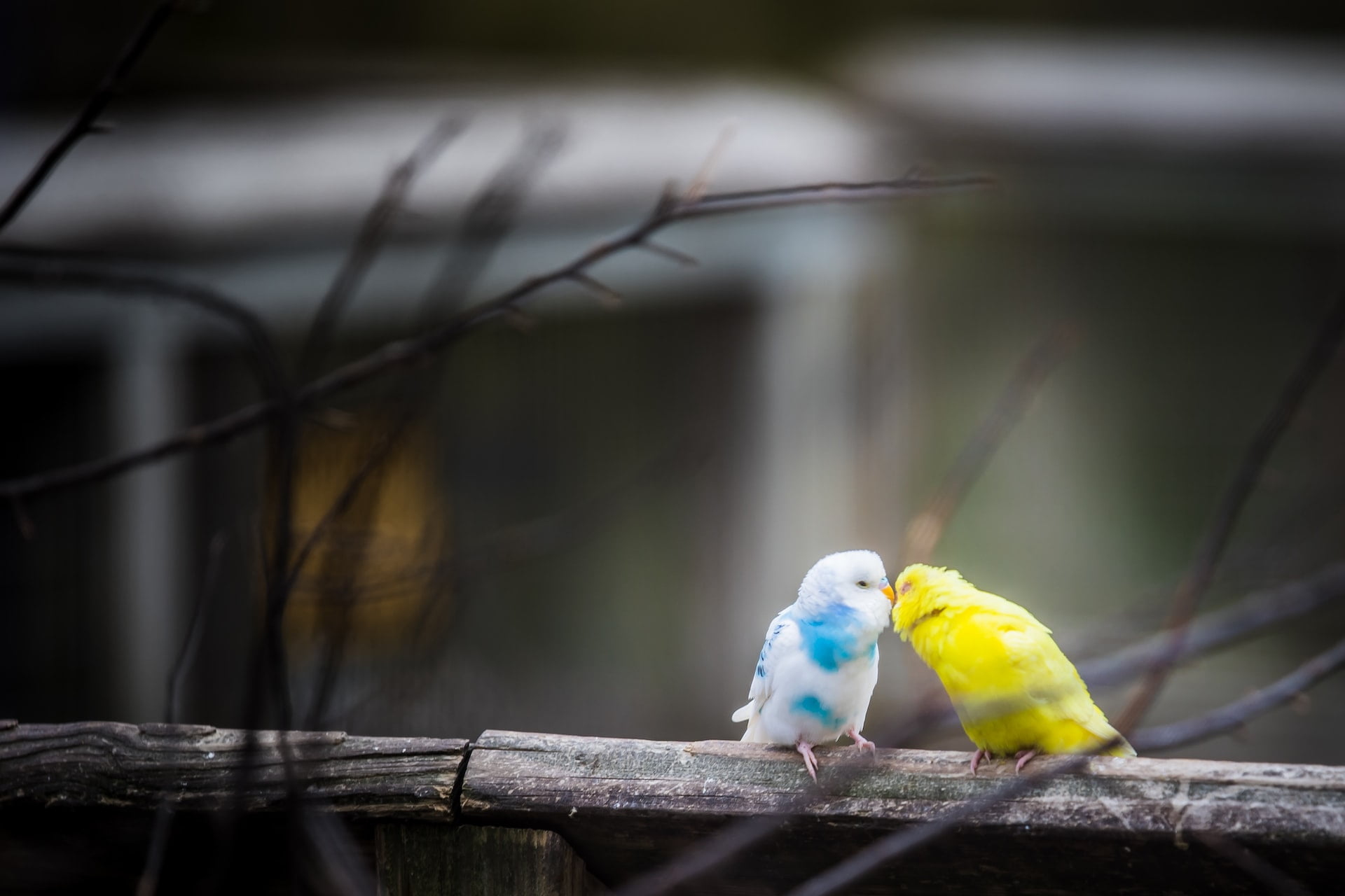 Cockatoo vs Budgie vs Lovebird