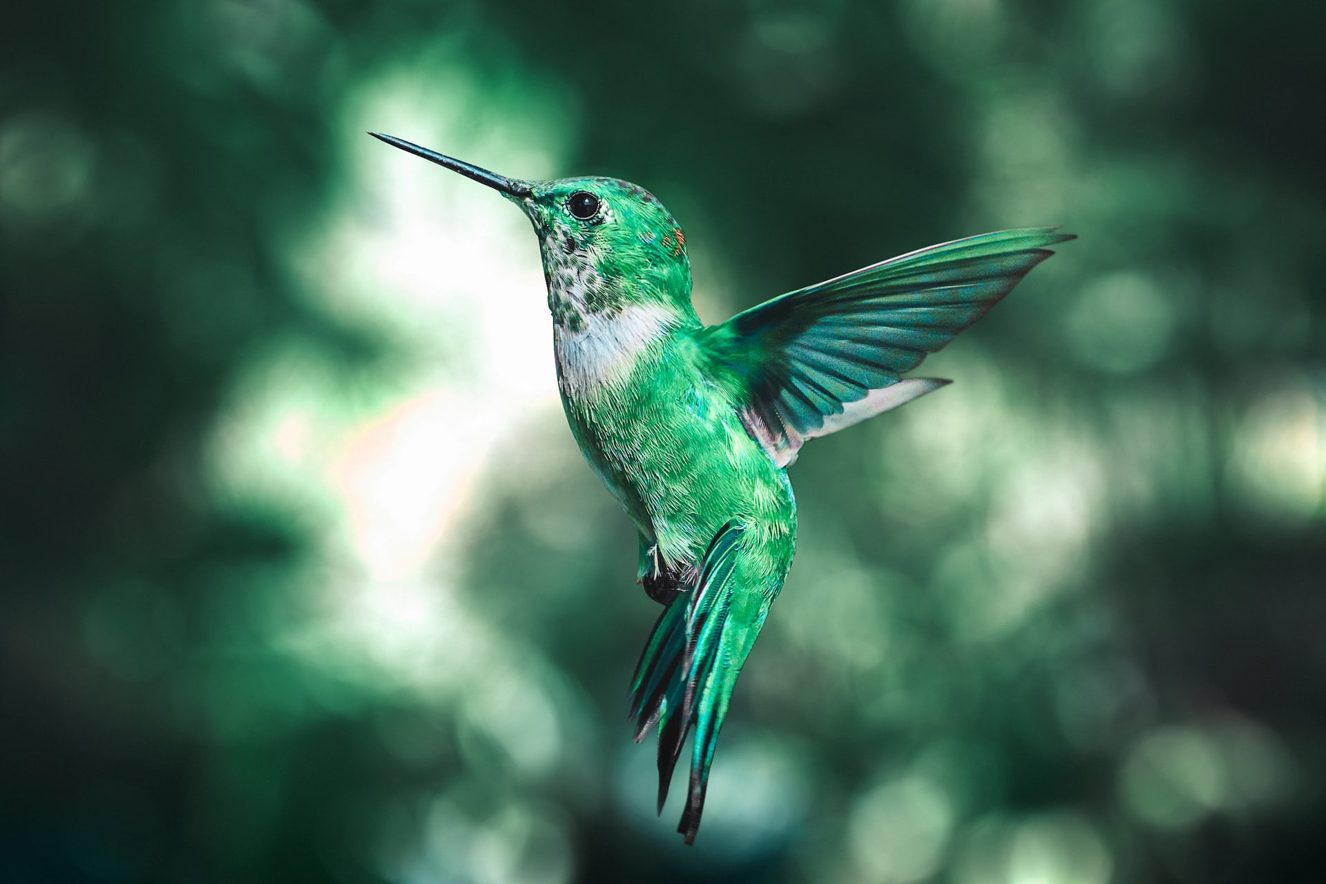 can hummingbirds recognize humans