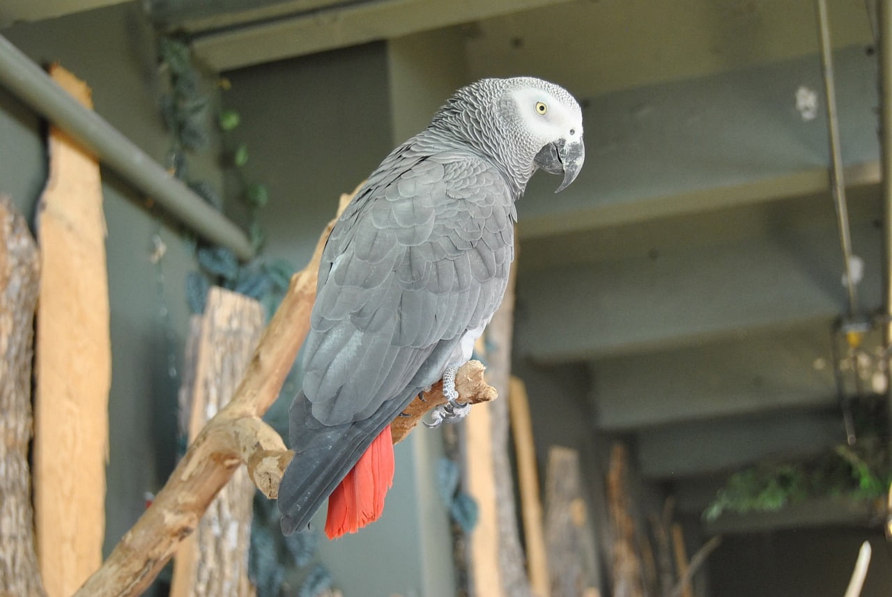 African Grey Parrot Eyes