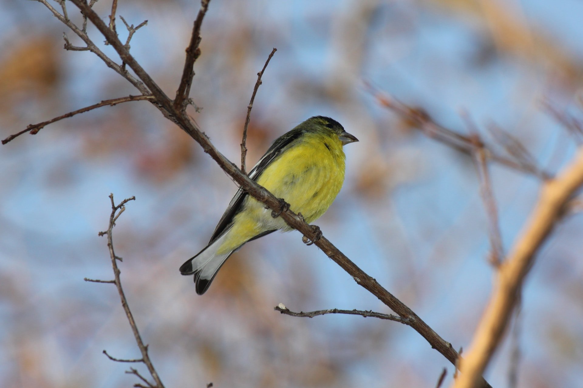 when do american goldfinch nest
