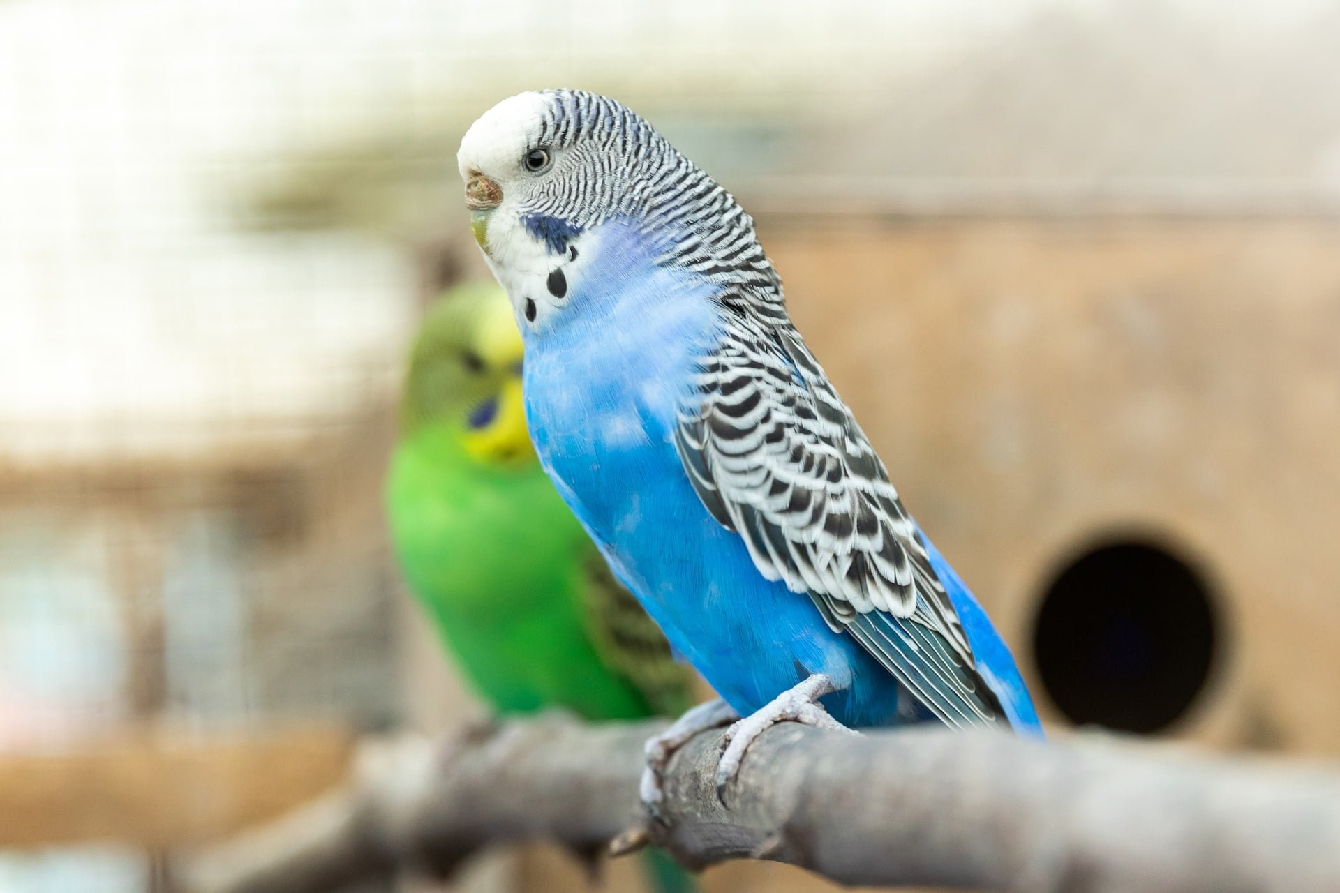 Are Parakeet Love Birds?