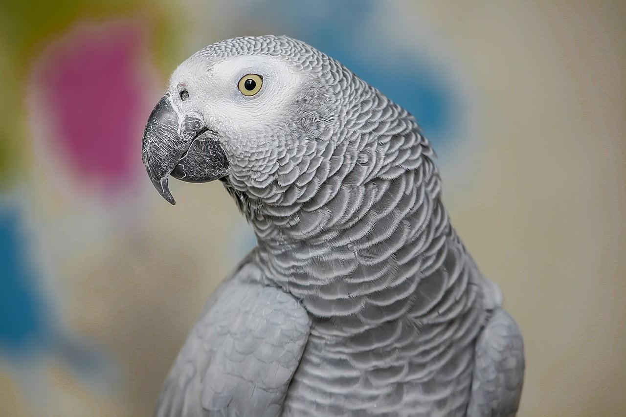 African Grey Parrot Behavior