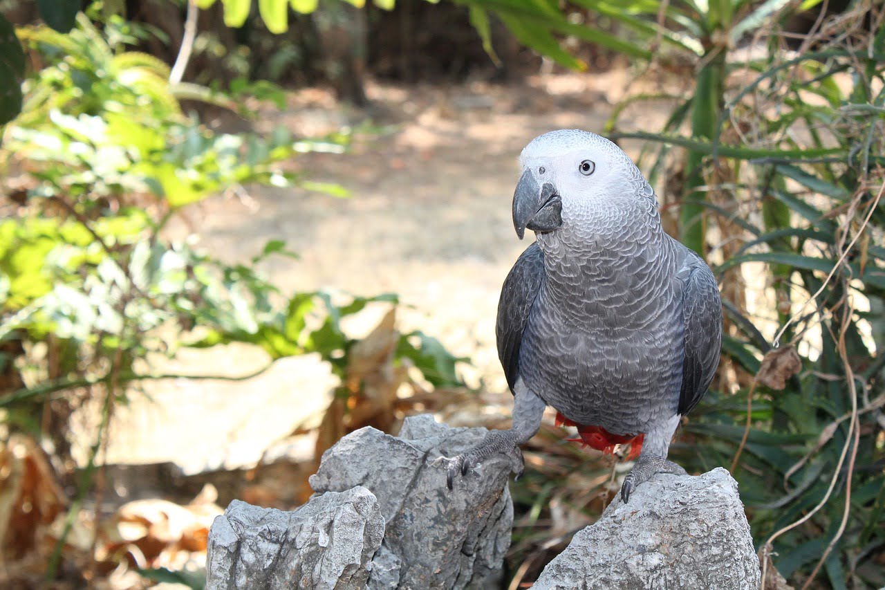 African Grey Parrot Ears