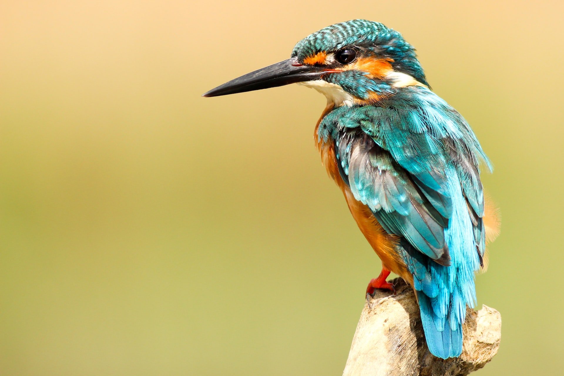 can kingfisher swim