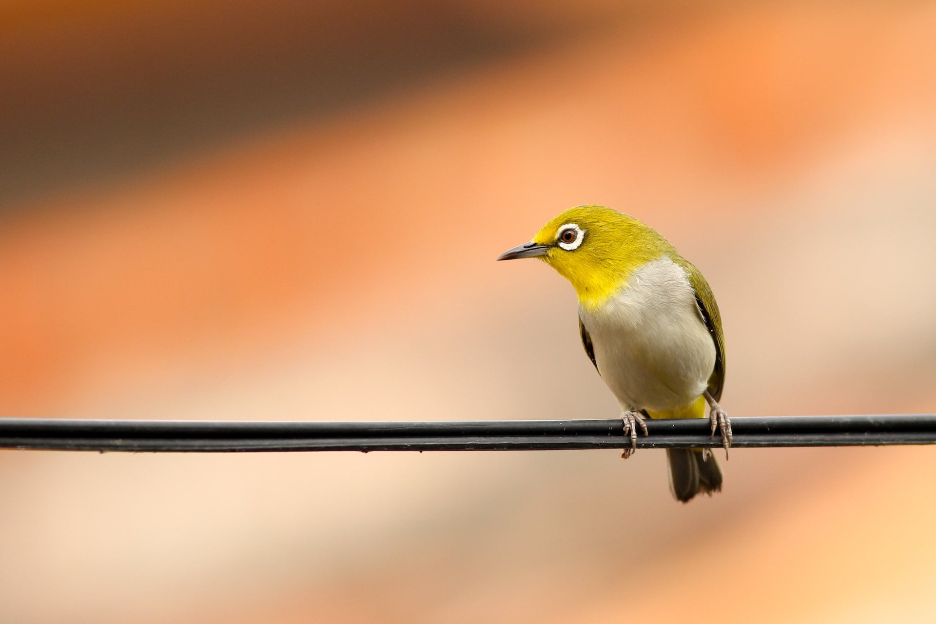 american goldfinch vs yellow finch