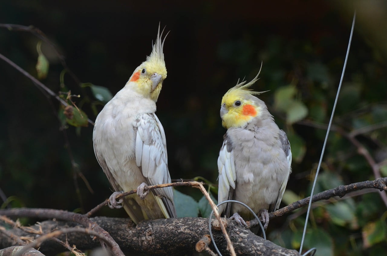 African Grey Parrot vs Cockatiel
