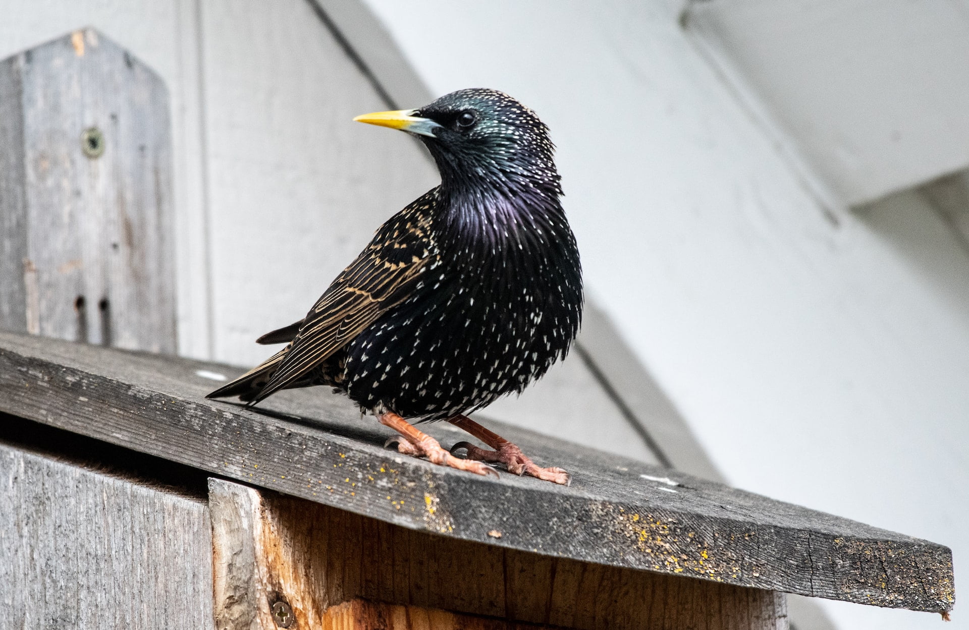 can a starling move its babies