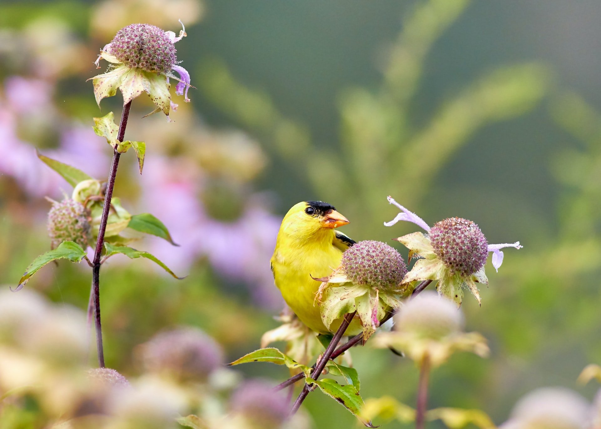 how does an american goldfinch sound