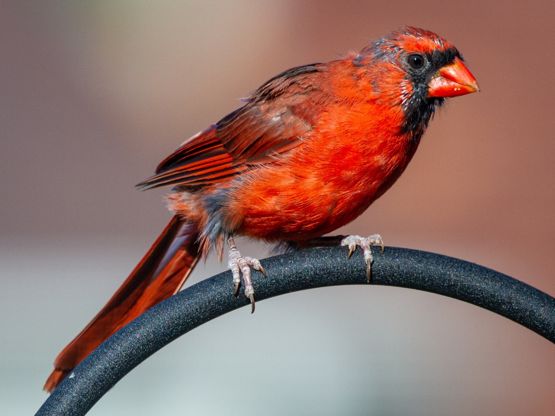 Can Northern Cardinal Eat Beetroots?