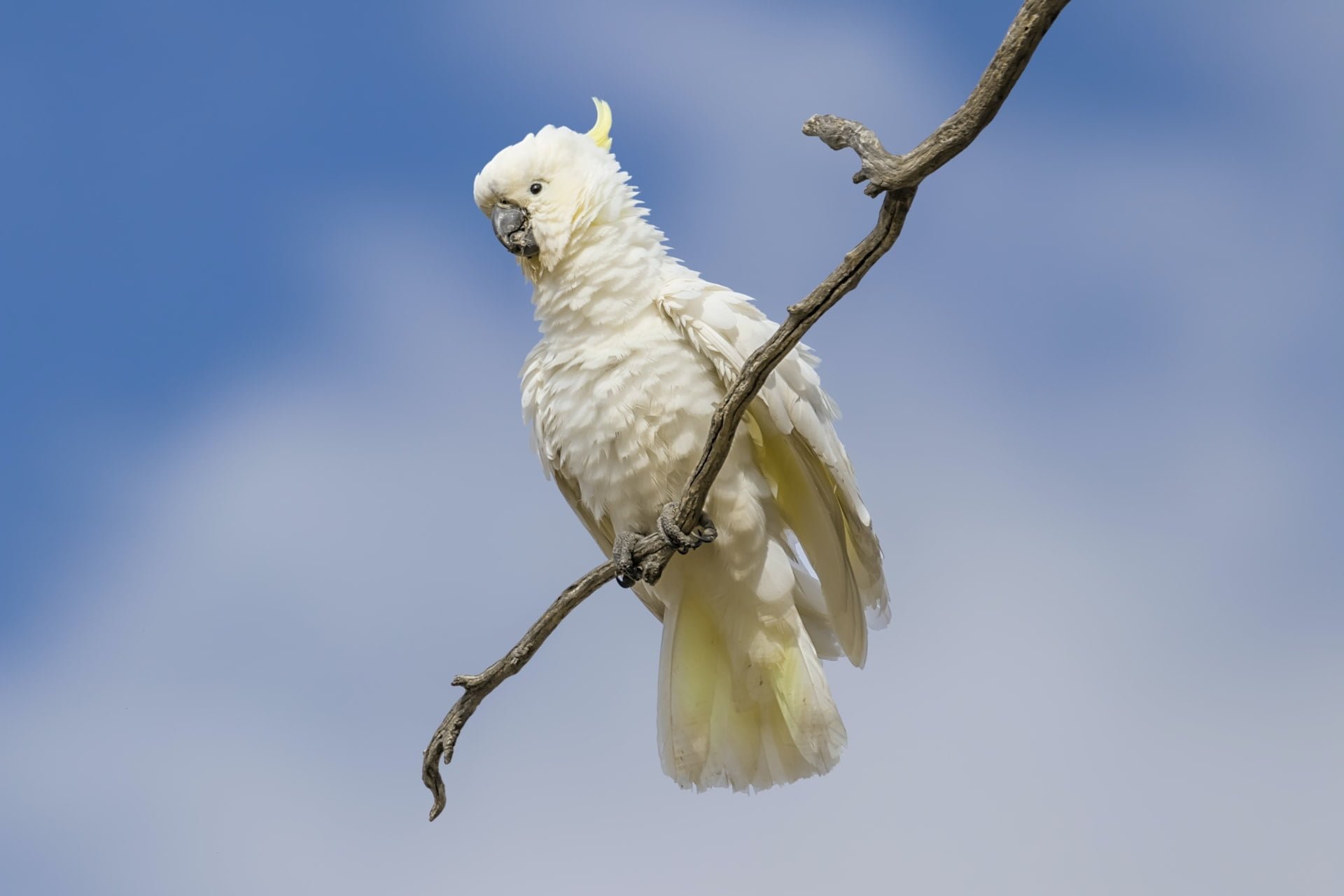 Are Cockatoos Noisy?