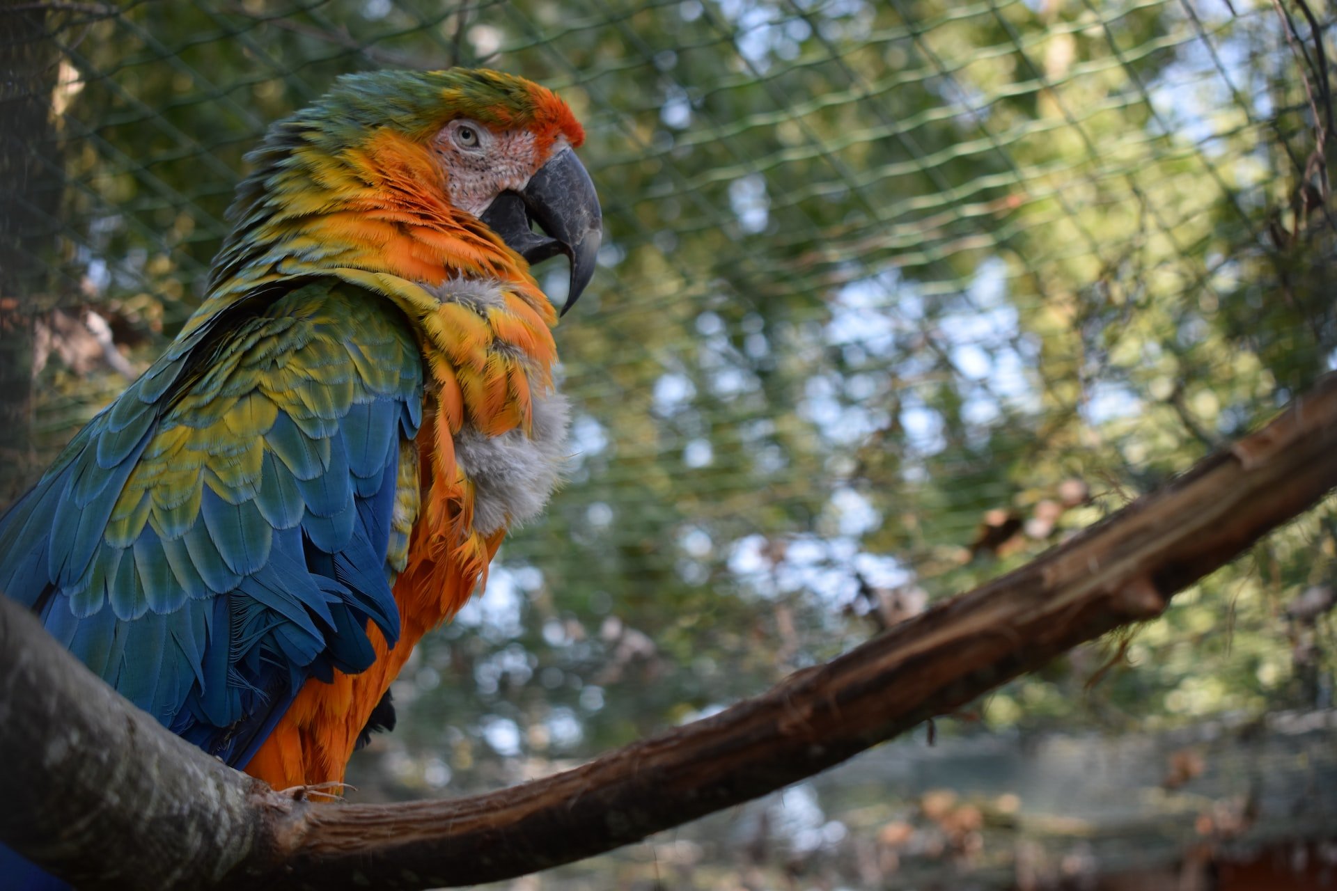 Cockatiel vs Budgie Bird Sector