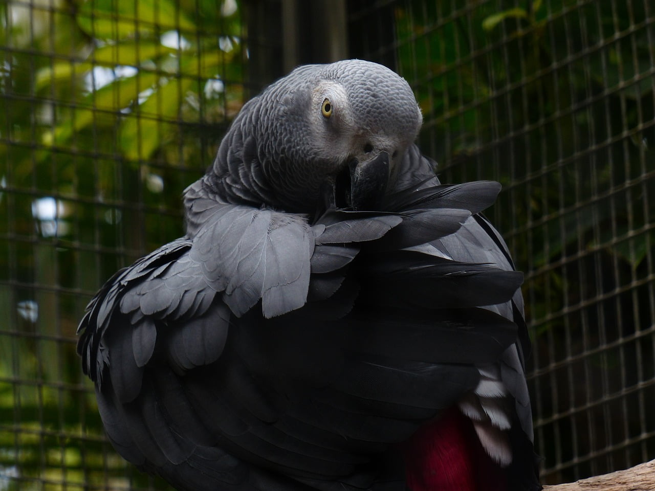 African Grey Parrot Diseases