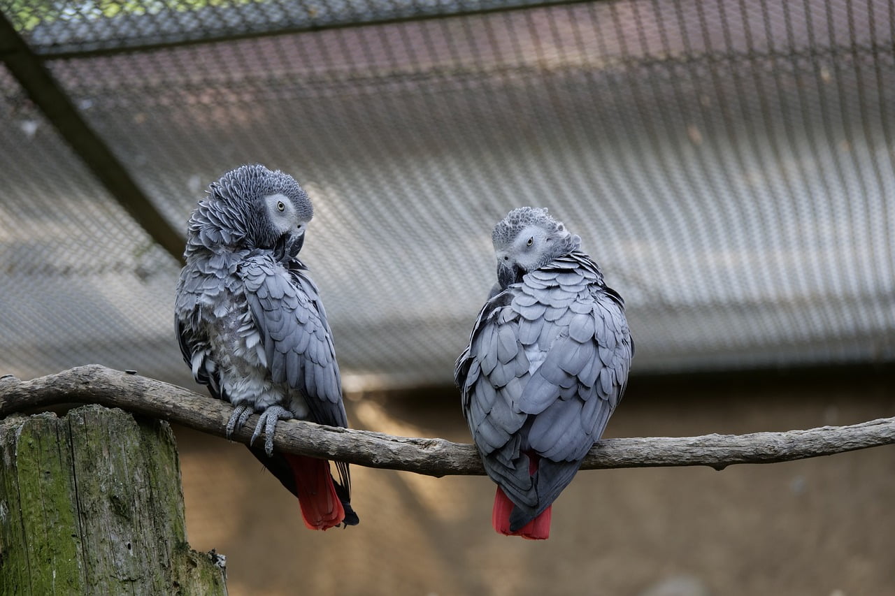 will african grey parrot fly away