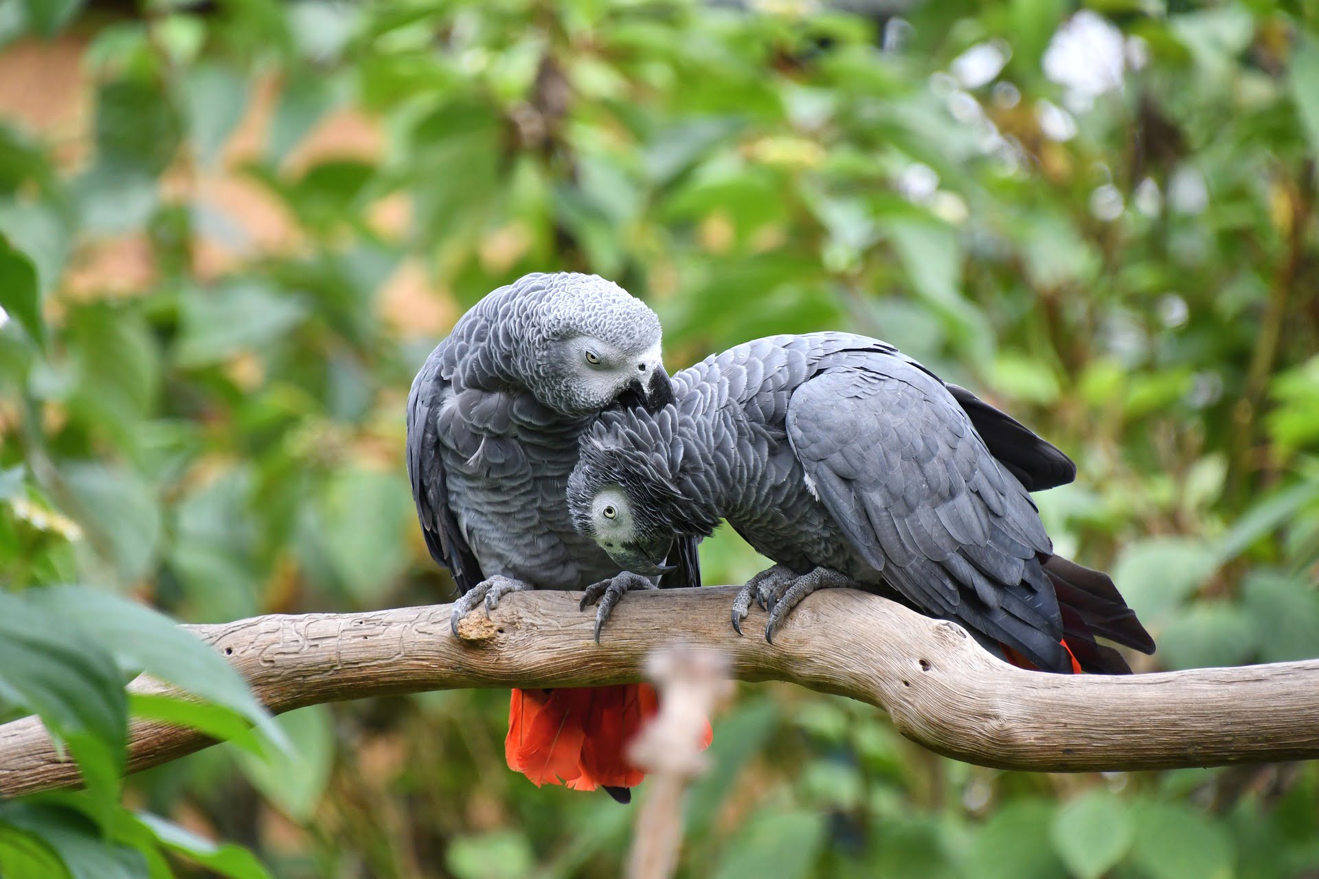 African Grey Parrot Age