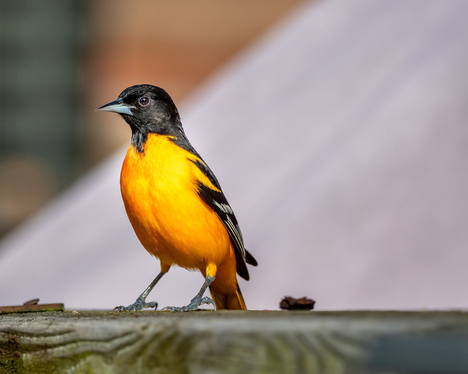 american goldfinch vs oriole