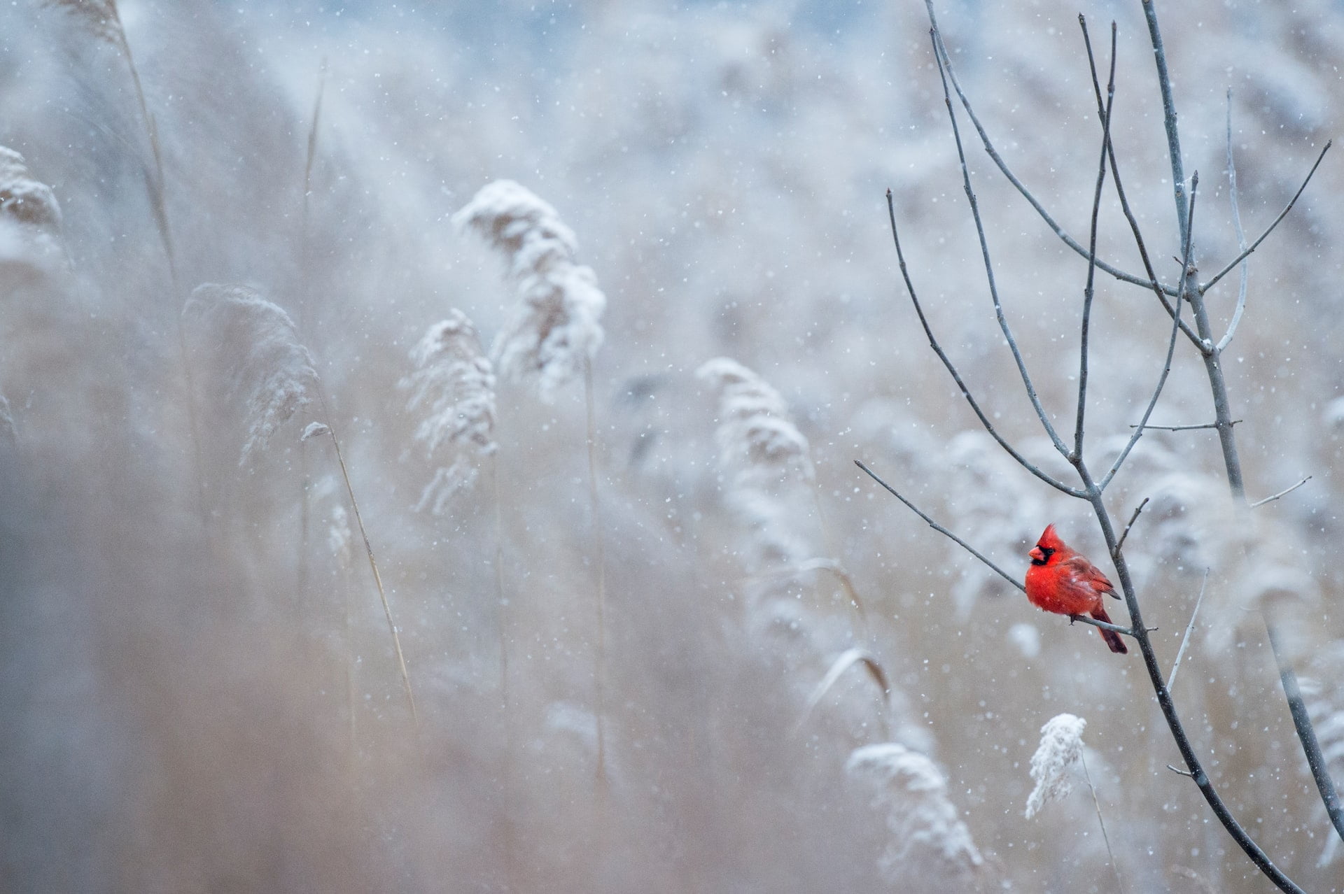 Can Northern Cardinal Eat Apples?