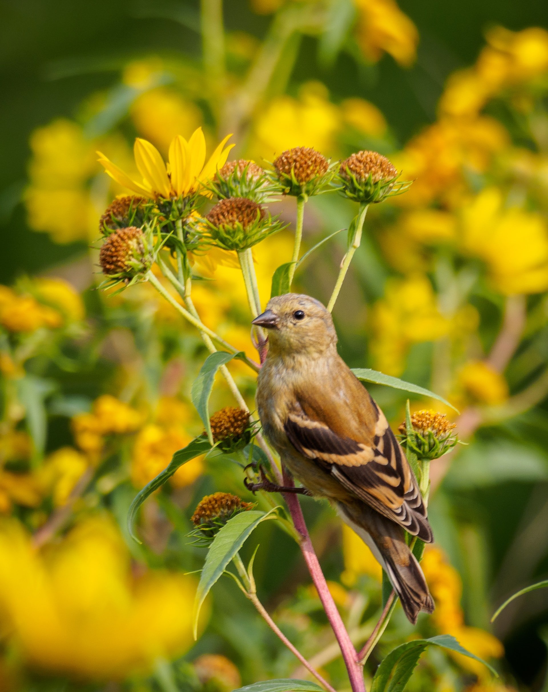 american goldfinch vs eastern goldfinch