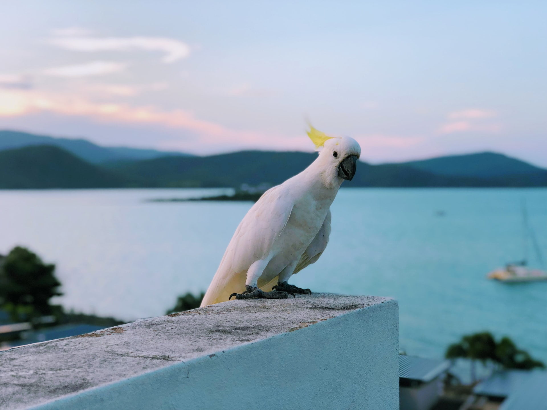 Why Do Cockatoos Puff Up? Bird Sector