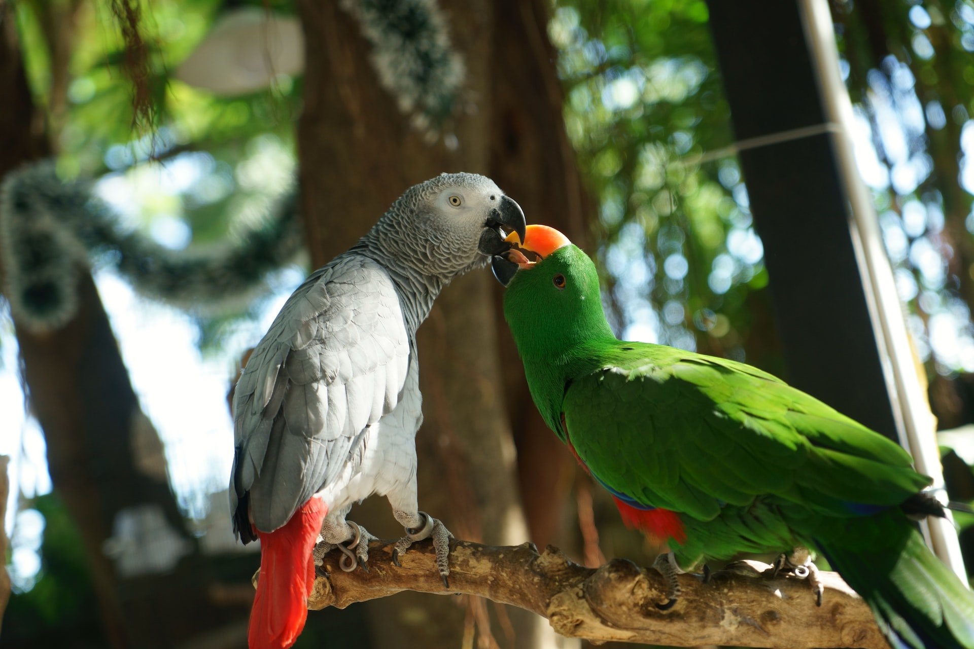 African Grey Parrot With Pink Feathers