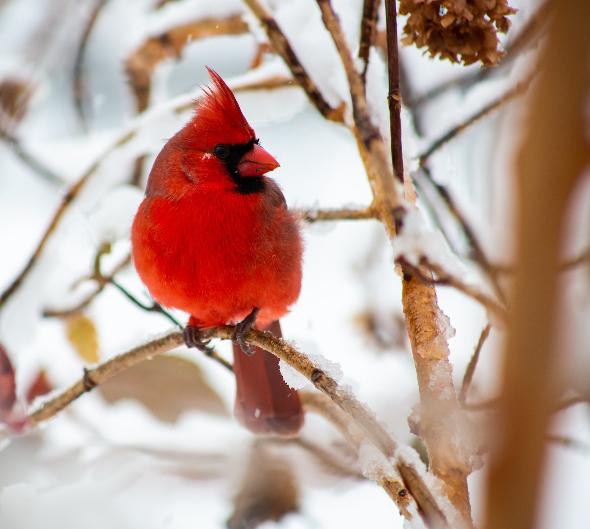 can northern cardinal eat tomatoes
