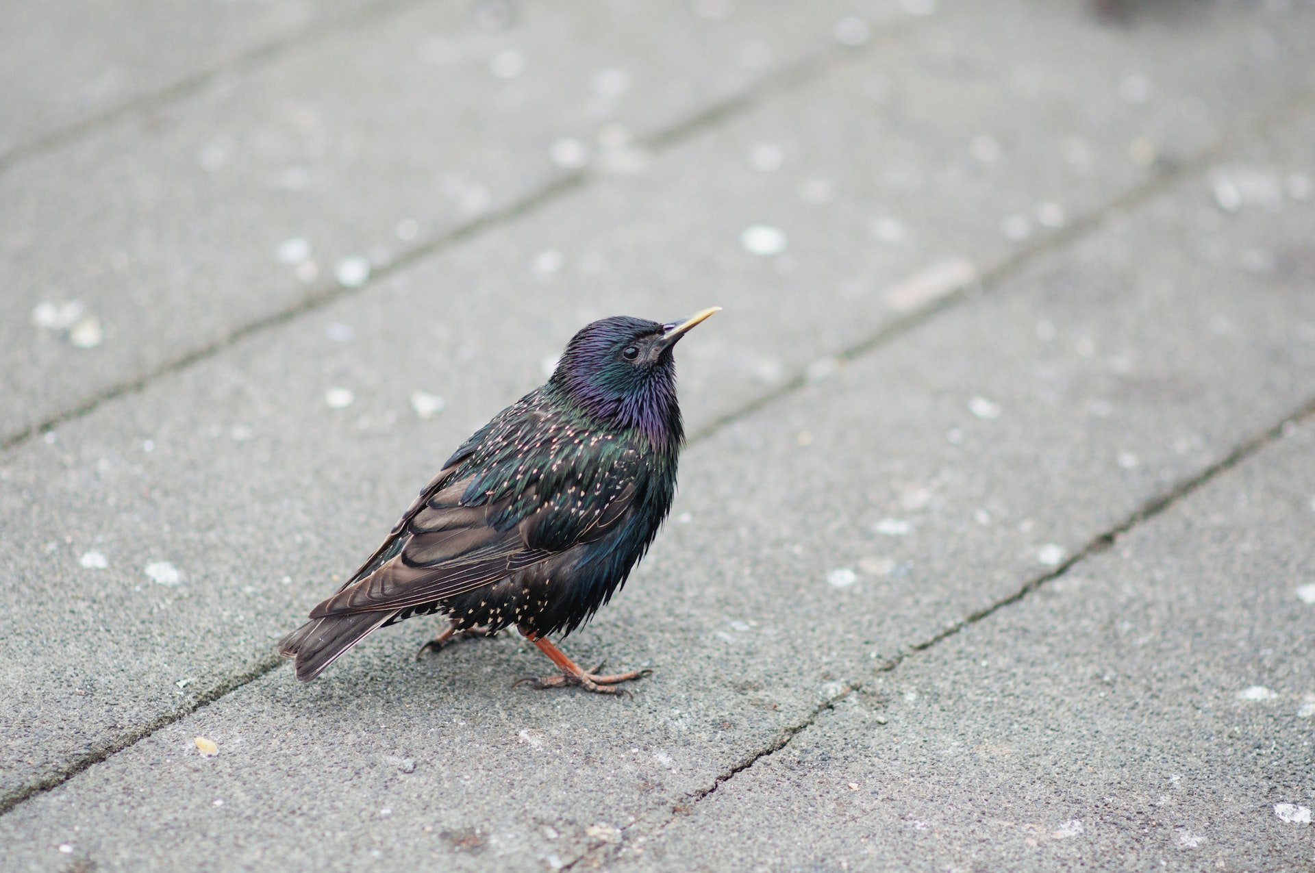 starling vs sparrow