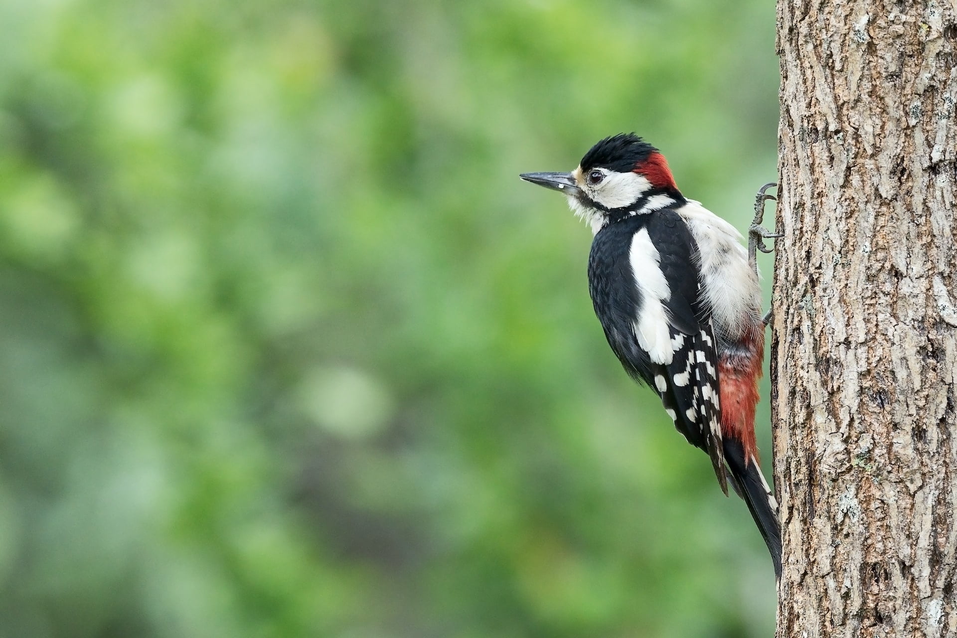 can woodpeckers eat peanuts